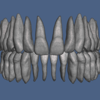Natural human teeth anatomy maxillary and mandibular  - Thumbnail 2