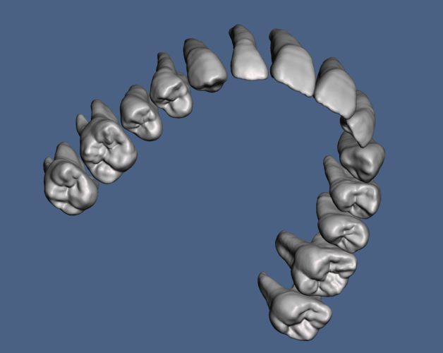 Natural human teeth anatomy maxillary and mandibular  3D Print 287150