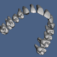 Natural human teeth anatomy maxillary and mandibular  - Thumbnail 3
