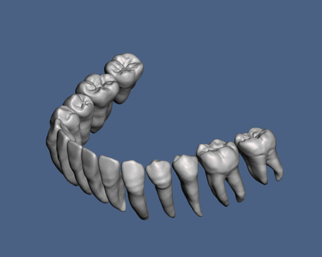Natural human teeth anatomy maxillary and mandibular  3D Print 287151