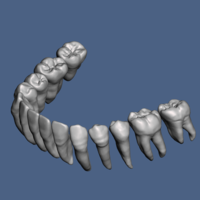 Natural human teeth anatomy maxillary and mandibular  - Thumbnail 4