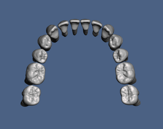 Natural human teeth anatomy maxillary and mandibular  3D Print 287152