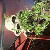 Herb Garden Barrel - Thumbnail 2