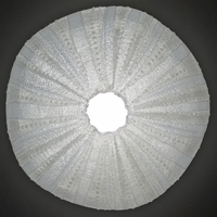 Sea Urchin Light - Thumbnail 3