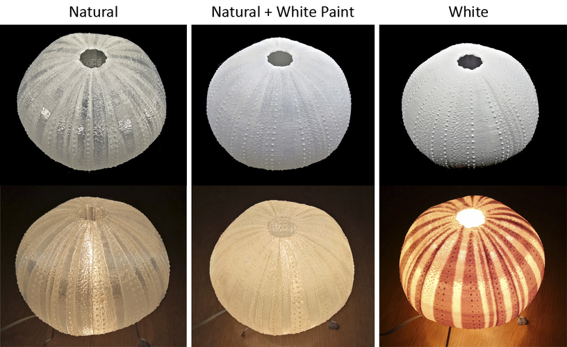 Sea Urchin Light 3D Print 287822