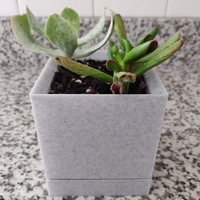 Minimal Planter with Drainage - Thumbnail 3