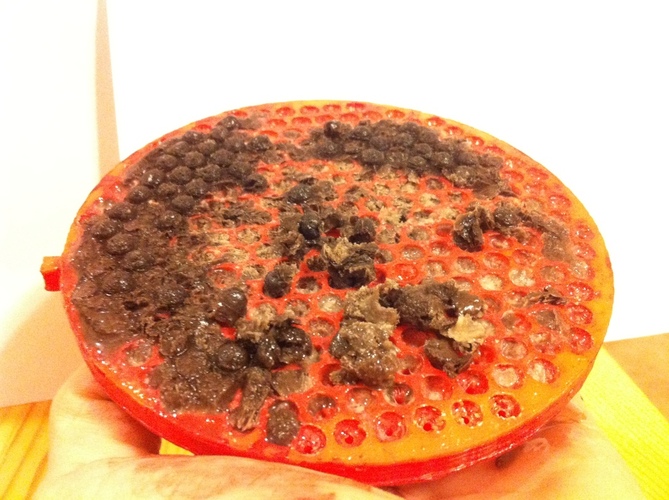 Dots Ice Cream Mold - Diy Dippin Dots without Liquid Nitrogen 3D Print 28844