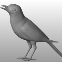 Small White wagtail  3D Printing 289335