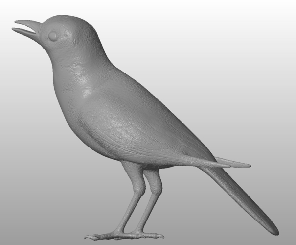 White wagtail  3D Print 289336
