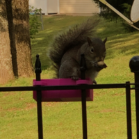 Squirrel Feeder - Thumbnail 3