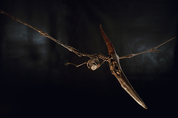 Pteranodon skeleton Part01/03