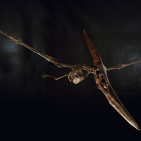 Small Pteranodon skeleton Part01/03 3D Printing 304402