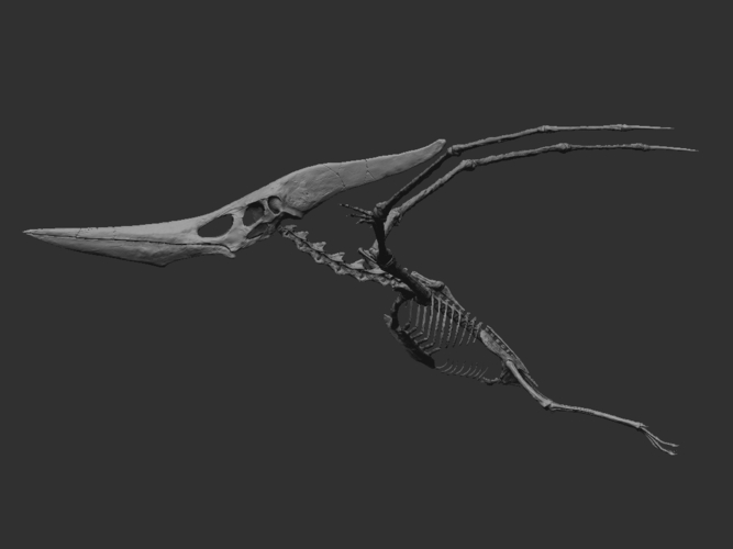 Pteranodon skeleton Part01/03 3D Print 304409