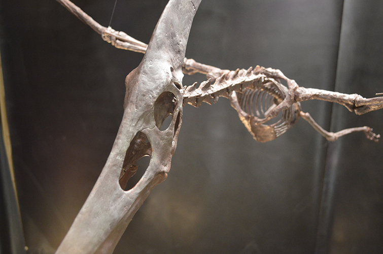 Pteranodon skeleton Part01/03 3D Print 304411