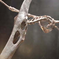 Pteranodon skeleton Part01/03 - Thumbnail 9