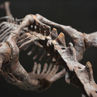 Pteranodon skeleton Part03/03 - Thumbnail 1