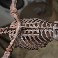 Pteranodon skeleton Part03/03 - Thumbnail 6
