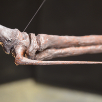 Pteranodon skeleton Part03/03 - Thumbnail 7