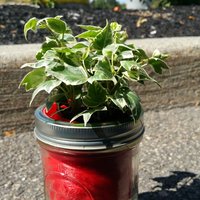 Mason Jar Self-Watering Planter - Thumbnail 5