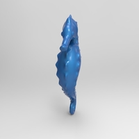 cavalluccio marino - Thumbnail 4