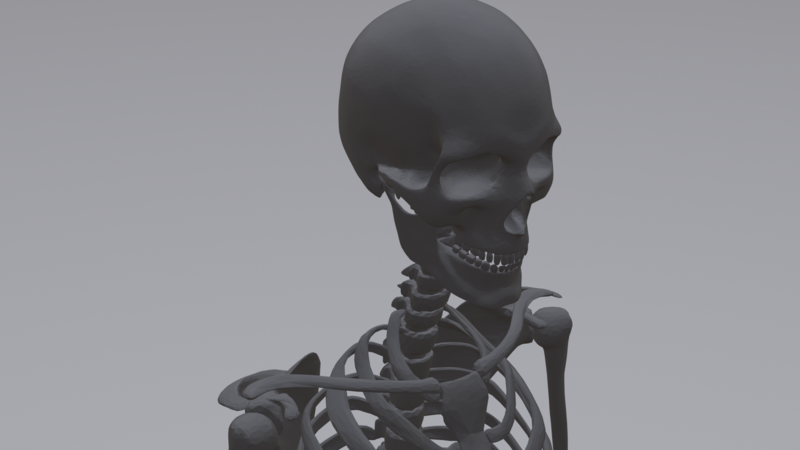 Human Skeleton