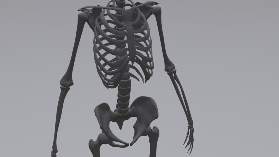 Human Skeleton 3D Print 315784