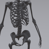 Human Skeleton - Thumbnail 2