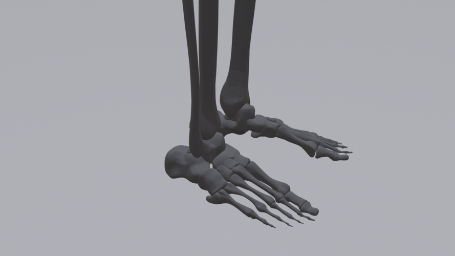 Human Skeleton 3D Print 315785