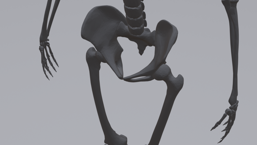 Human Skeleton 3D Print 315786