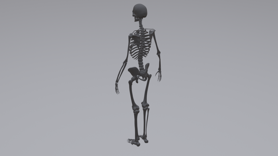 Human Skeleton 3D Print 315787