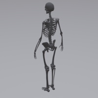 Human Skeleton - Thumbnail 5