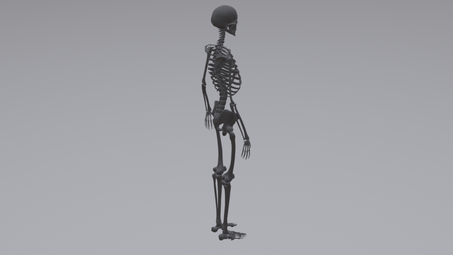 Human Skeleton 3D Print 315788