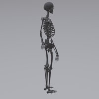 Human Skeleton - Thumbnail 6