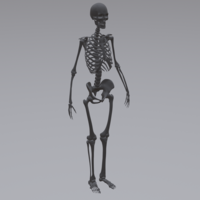 Human Skeleton - Thumbnail 7