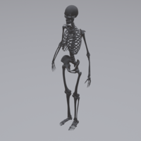 Human Skeleton - Thumbnail 8