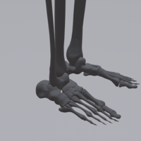Human skeleton - Thumbnail 3