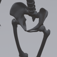 Human skeleton - Thumbnail 6
