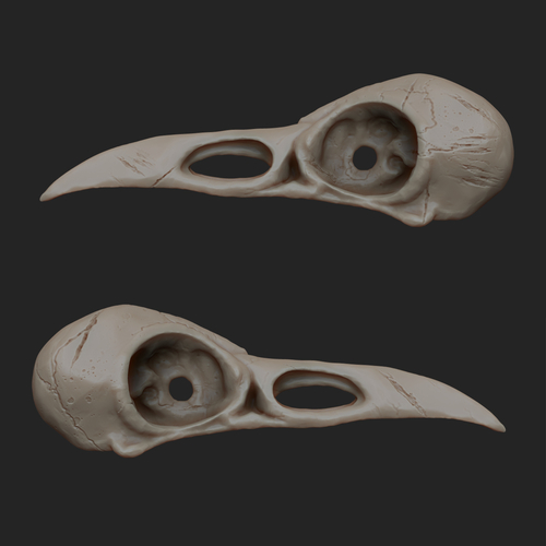 Raven Skull 3D Printing 3D print model 3D Print 316175