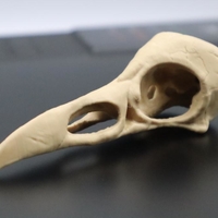 Raven Skull 3D Printing 3D print model - Thumbnail 3