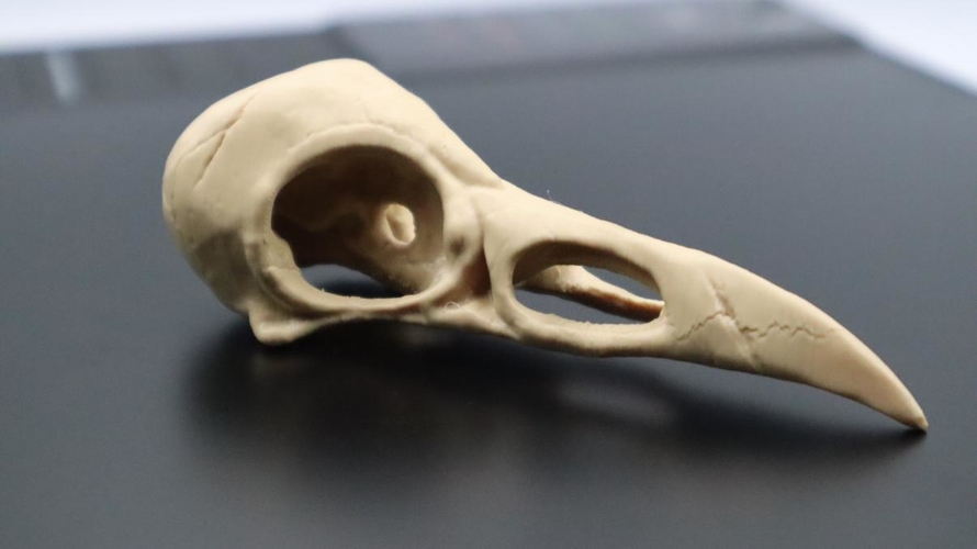 Raven Skull 3D Printing 3D print model 3D Print 316177