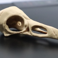 Raven Skull 3D Printing 3D print model - Thumbnail 4