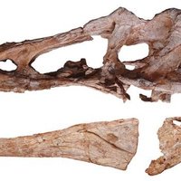 Pinocchio Rex (Qianzhousaurus sinensis) - Thumbnail 3