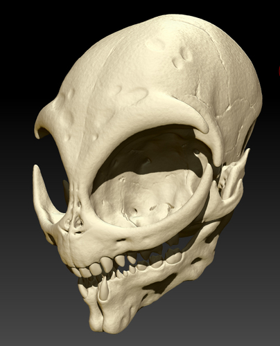 Grey Alien Skull  3D Print 328540
