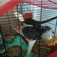 Hammock prosthesis - Thumbnail 2