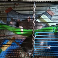 Hammock prosthesis - Thumbnail 3