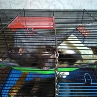 Hammock prosthesis - Thumbnail 4