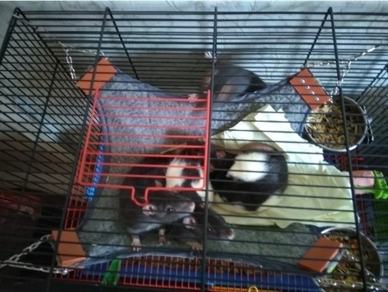 Hammock prosthesis