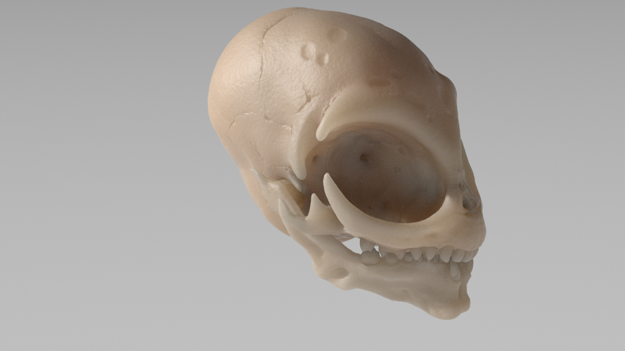 Grey Alien Skull  3D Print 335903