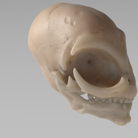 Grey Alien Skull  - Thumbnail 3