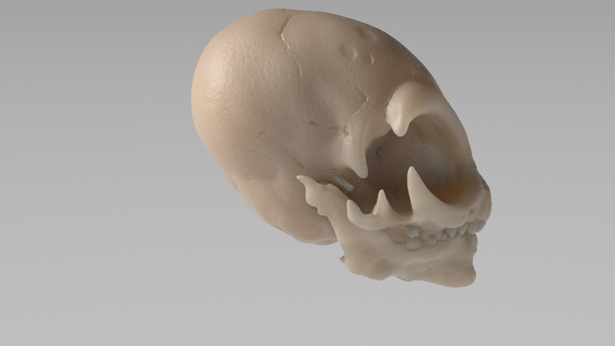 Grey Alien Skull  3D Print 335904